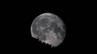 The day after sturgeon supermoon, the almost full moon rises over the trees on a distant mountain ridge.